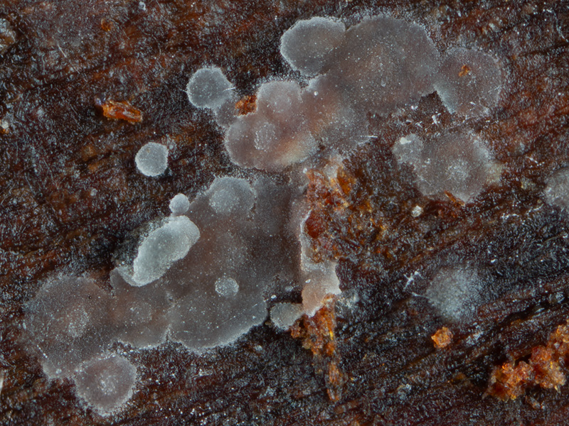 Ascocorticium anomalum Ascocorticium anomalum